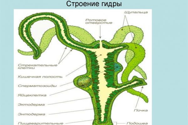 Блэк спрут рабочие зеркала телеграм